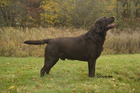 Buck